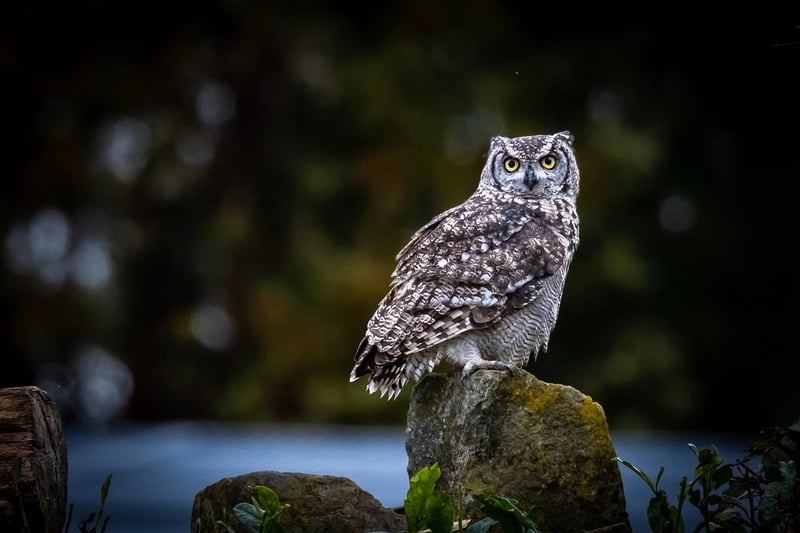 Wildlife Safari
